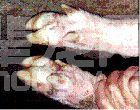 猪口蹄疫---（症状图谱2）
