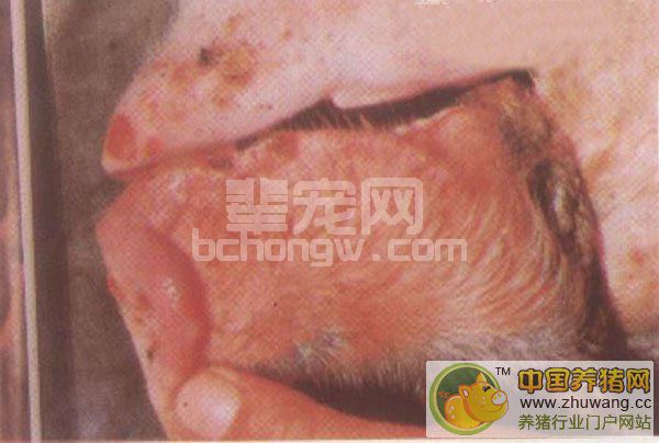 猪口蹄疫---（症状图谱1）