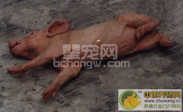 猪水肿病---（症状图谱1）