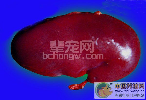 猪水肿病---（症状图谱2）