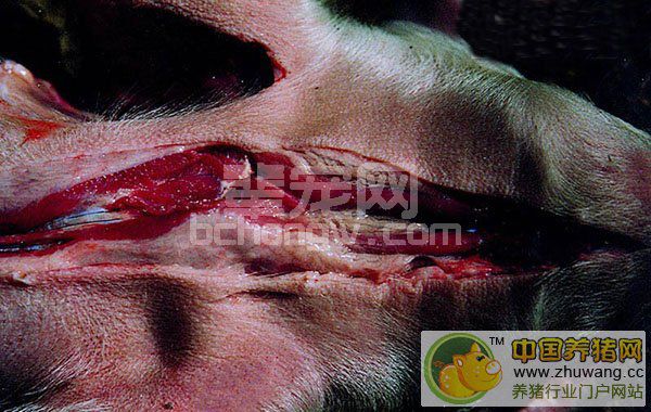 猪水肿病---（症状图谱3）