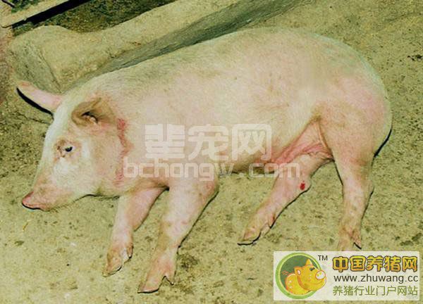 猪链球菌病—猪病大全