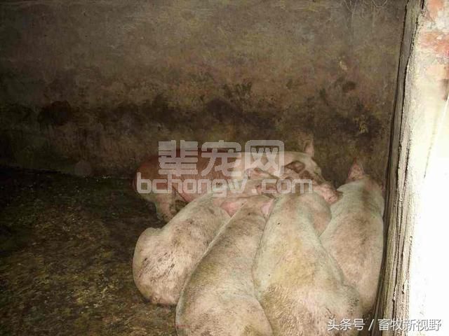 猪传染性胃肠炎与流行性腹泻的区分