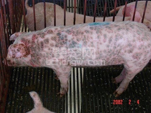 育肥猪圆环病毒病的诊断与防治