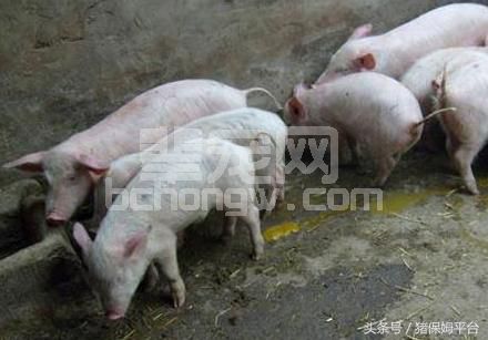干货--如何做好仔猪病毒性腹泻的防控措施
