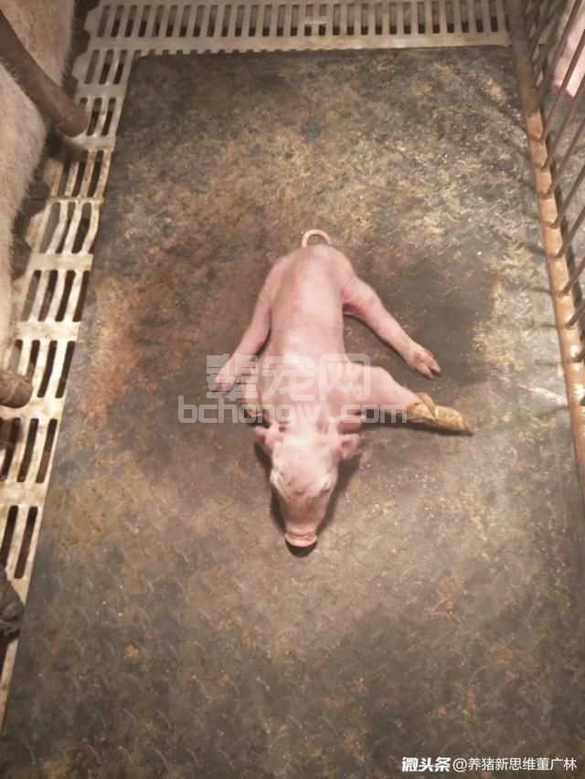董广林：乳猪顽固性八字腿的防控经验及认知！