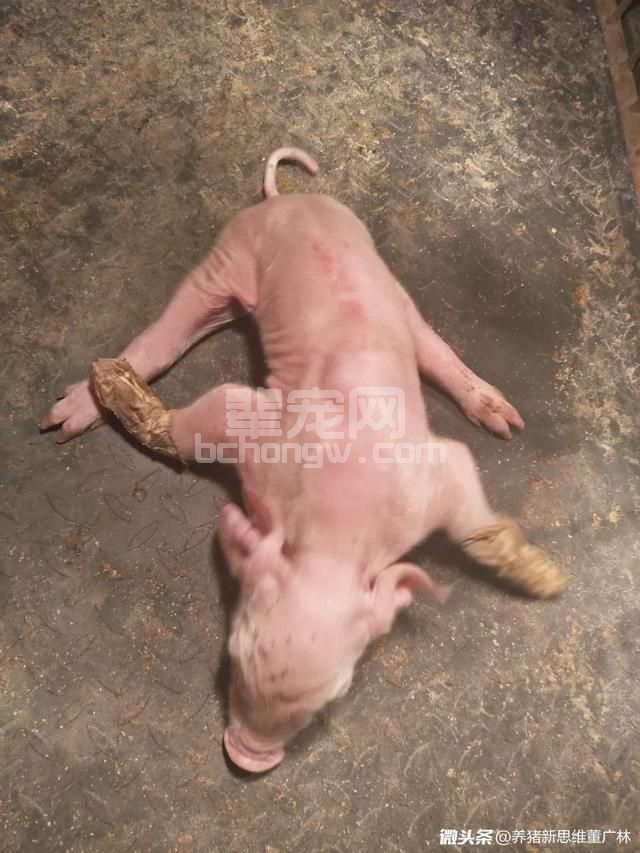 董广林：乳猪顽固性八字腿的防控经验及认知！
