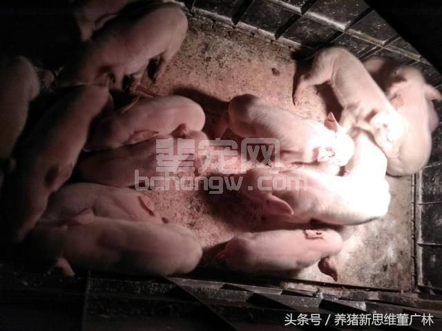 董广林：乳猪顽固性八字腿的防控经验及认知！