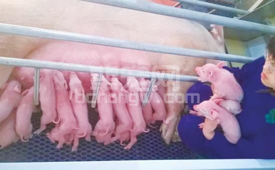 母猪生殖系统.jpg