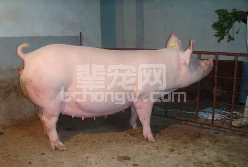 母猪生殖系统.jpg