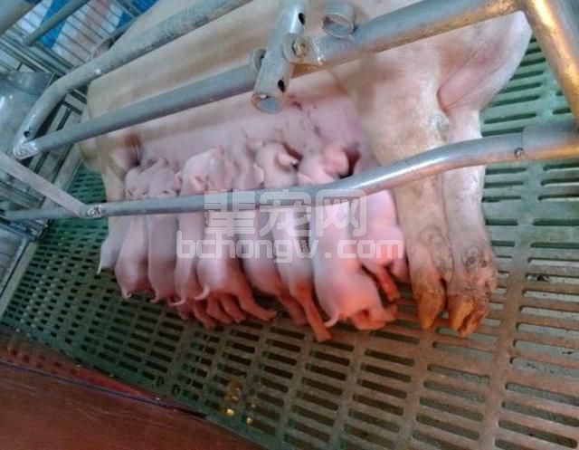 母猪生殖系统.jpg