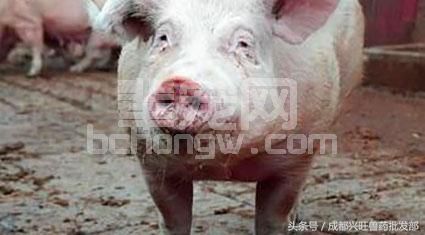 养猪，有哪几种疾病是以发烧为主的
