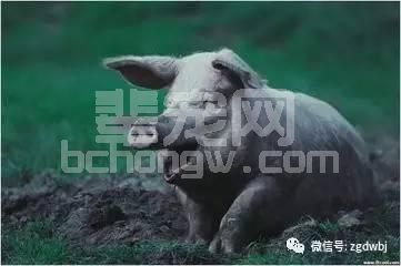 「技术」新形势下猪疫病的防控技术