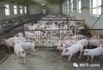 「技术」新形势下猪疫病的防控技术