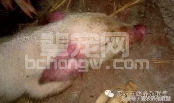 兽医站站长总结：猪场三大细菌性疾病的防治