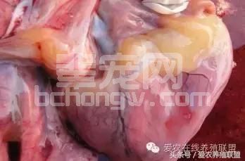 兽医站站长总结：猪场三大细菌性疾病的防治