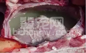 兽医站站长总结：猪场三大细菌性疾病的防治