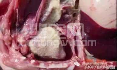 兽医站站长总结：猪场三大细菌性疾病的防治