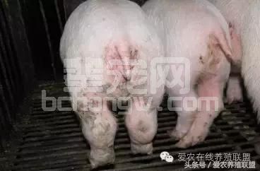 兽医站站长总结：猪场三大细菌性疾病的防治