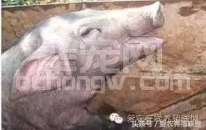兽医站站长总结：猪场三大细菌性疾病的防治