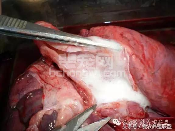 兽医站站长总结：猪场三大细菌性疾病的防治