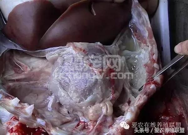 兽医站站长总结：猪场三大细菌性疾病的防治