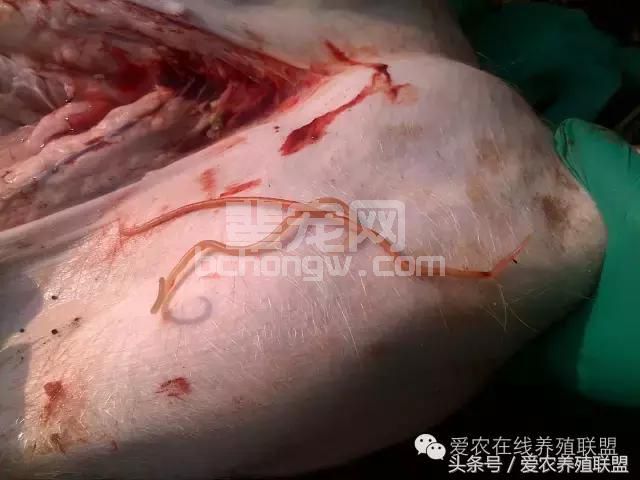 猪场驱虫真的很重要吗？