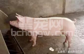 猪场驱虫真的很重要吗？