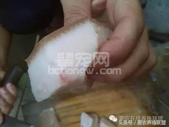 猪场驱虫真的很重要吗？