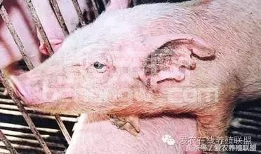 猪场驱虫真的很重要吗？
