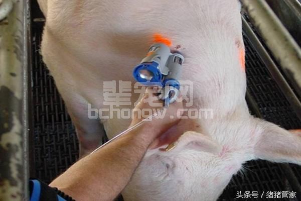 猪场免疫那点事！