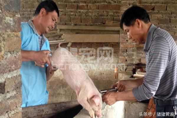 猪场免疫那点事！