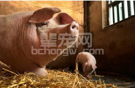 辈宠网