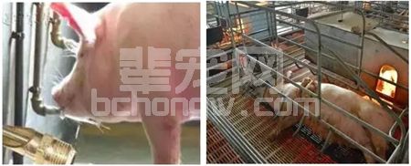 辈宠网