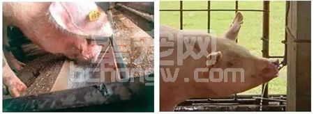 辈宠网