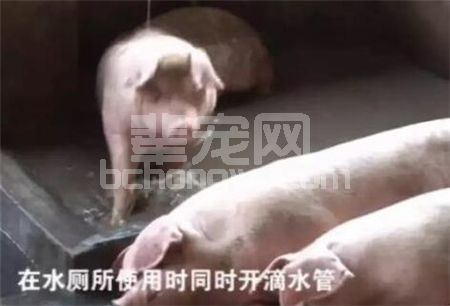 辈宠网