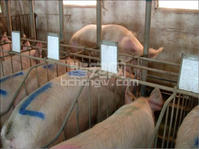 图文并茂：手把手教你母猪发情鉴定与子宫深部输精技术