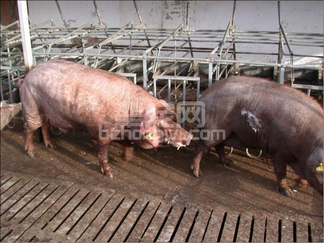 图文并茂：手把手教你母猪发情鉴定与子宫深部输精技术