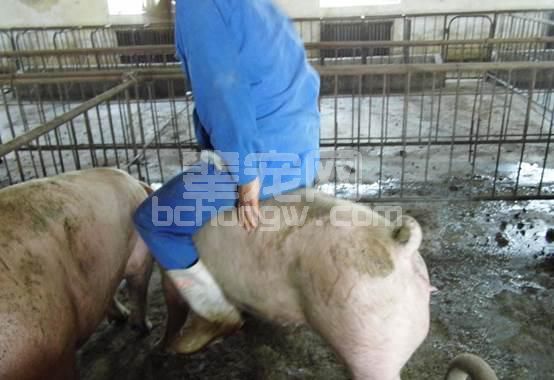 图文并茂：手把手教你母猪发情鉴定与子宫深部输精技术