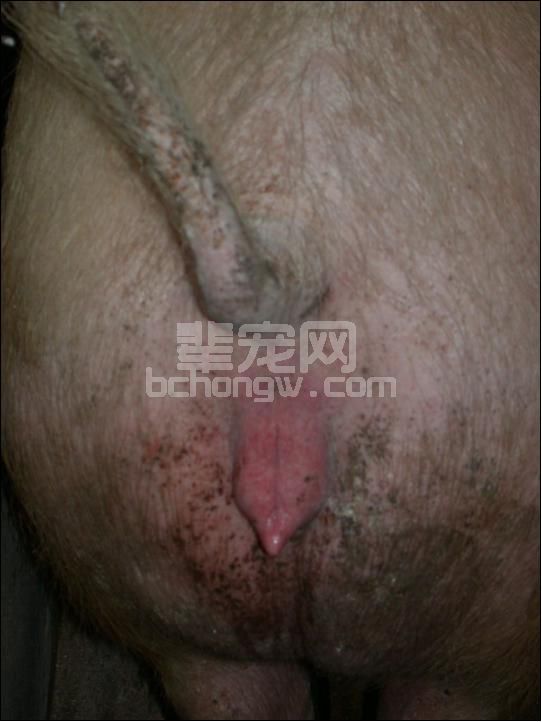 图文并茂：手把手教你母猪发情鉴定与子宫深部输精技术