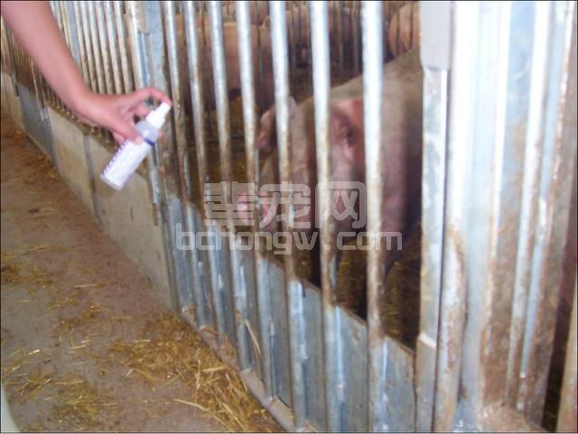 图文并茂：手把手教你母猪发情鉴定与子宫深部输精技术