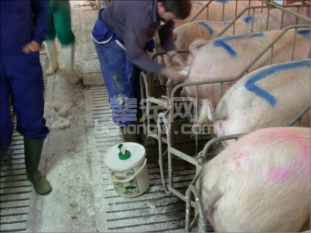 图文并茂：手把手教你母猪发情鉴定与子宫深部输精技术