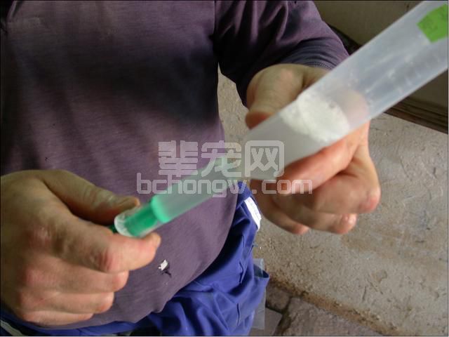 图文并茂：手把手教你母猪发情鉴定与子宫深部输精技术