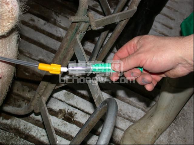图文并茂：手把手教你母猪发情鉴定与子宫深部输精技术