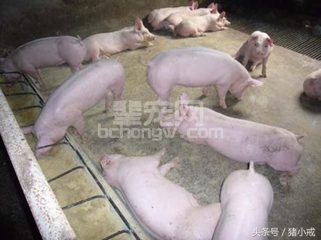 母猪断奶后发情异常，无计可施？这几招教你未雨绸缪！