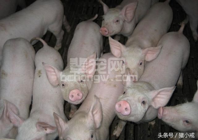如何科学的饲喂才能提高仔猪的存活率，获得竞争优势？