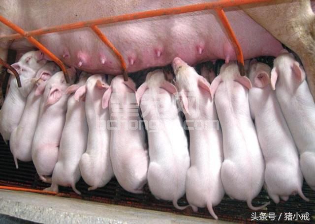 如何科学的饲喂才能提高仔猪的存活率，获得竞争优势？