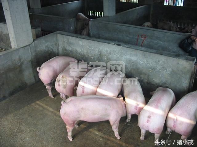 仔猪腹泻，可以有效预防？