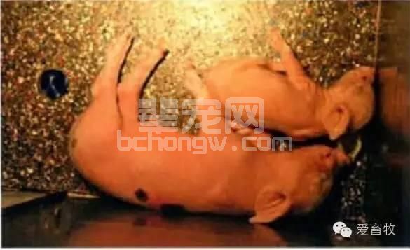 仔猪成活率低？是因为你没做好最关键的这一步！