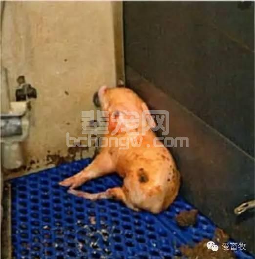 仔猪成活率低？是因为你没做好最关键的这一步！